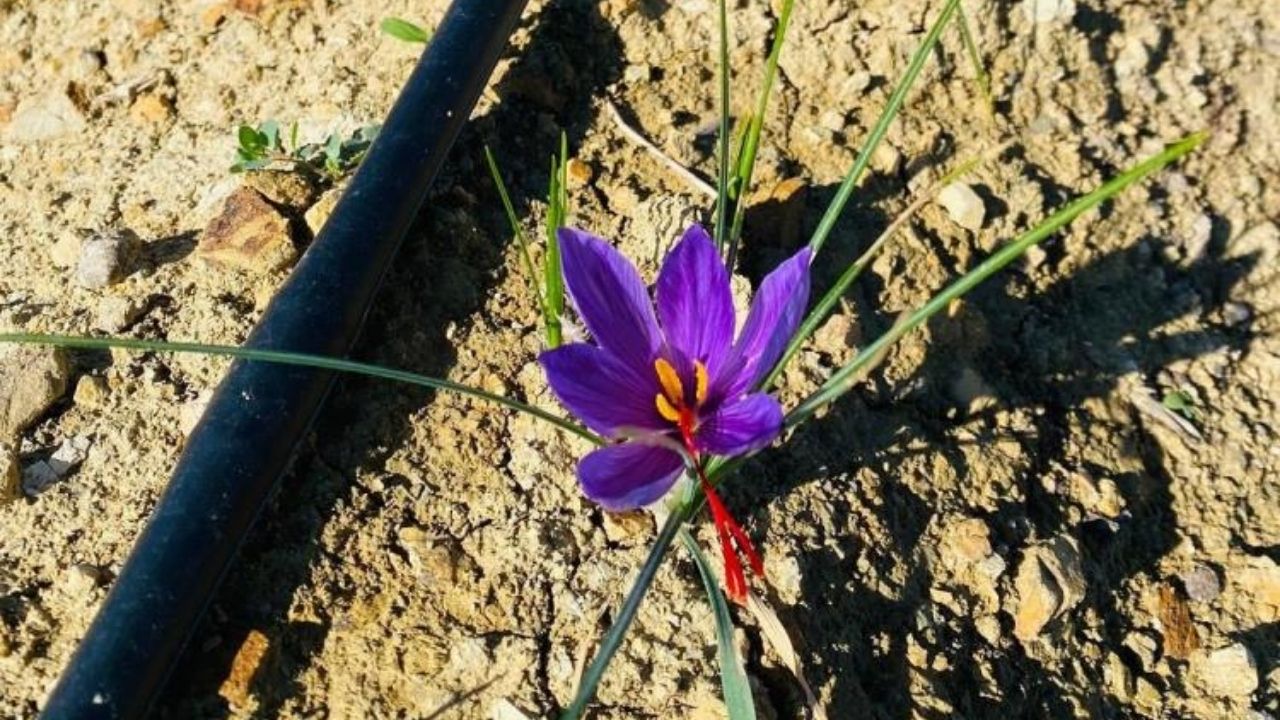 Dünyanın En Pahalı Baharatı Osmaniye Topraklarında Yayılıyor (2)-1