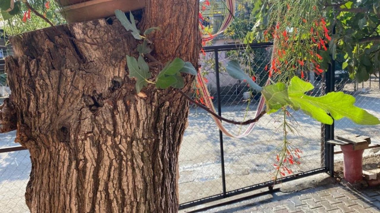 Dut Ağacının Gövdesinden Çıkan İncir Ağacı Görenleri Hayrete Düşürüyor (1)