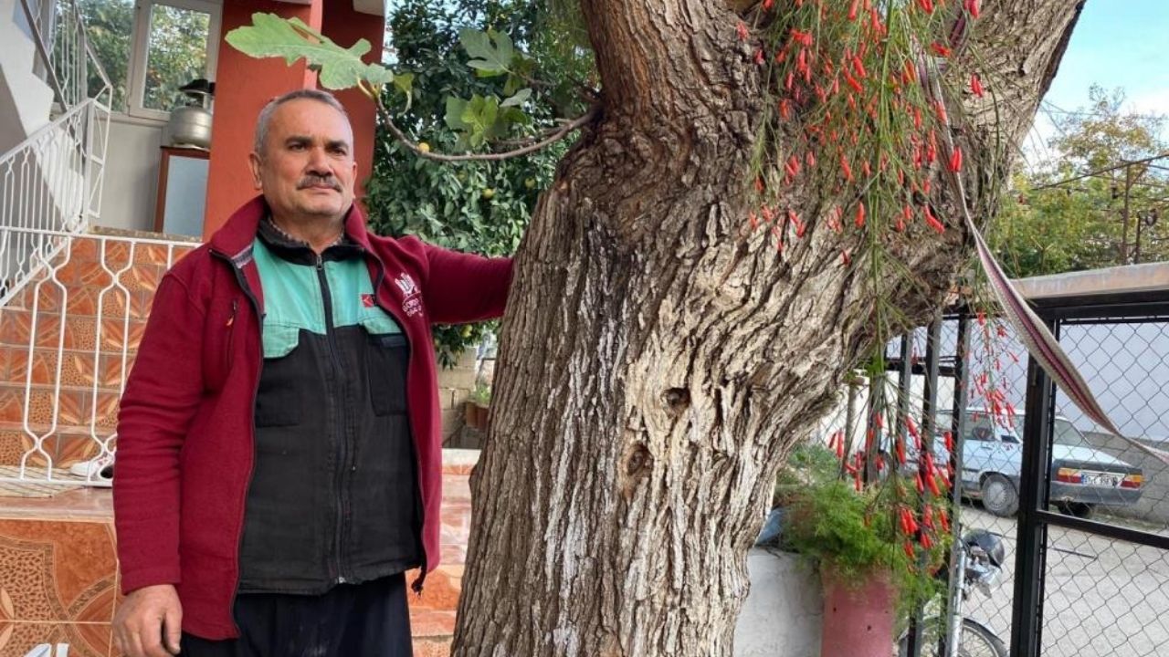 Dut Ağacının Gövdesinden Çıkan İncir Ağacı Görenleri Hayrete Düşürüyor