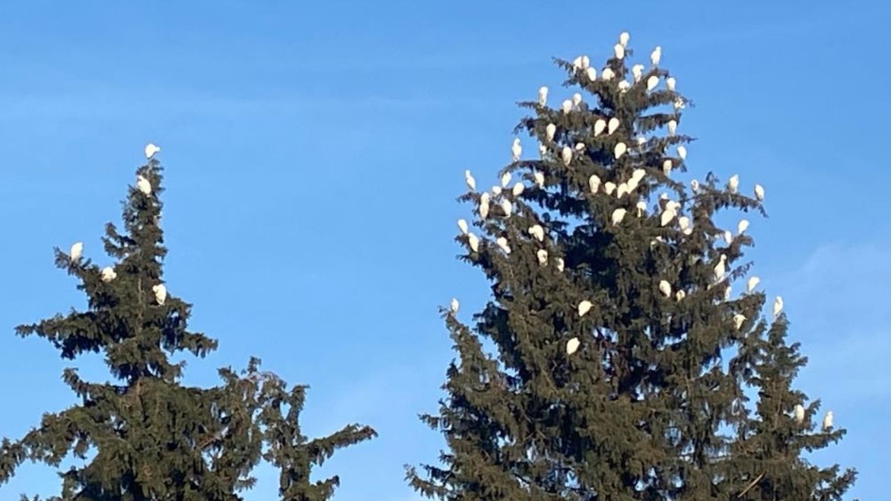 Düziçi’nde Sığır Balıkçılları Mahalleye Görsel Şölen Sunuyor (1)