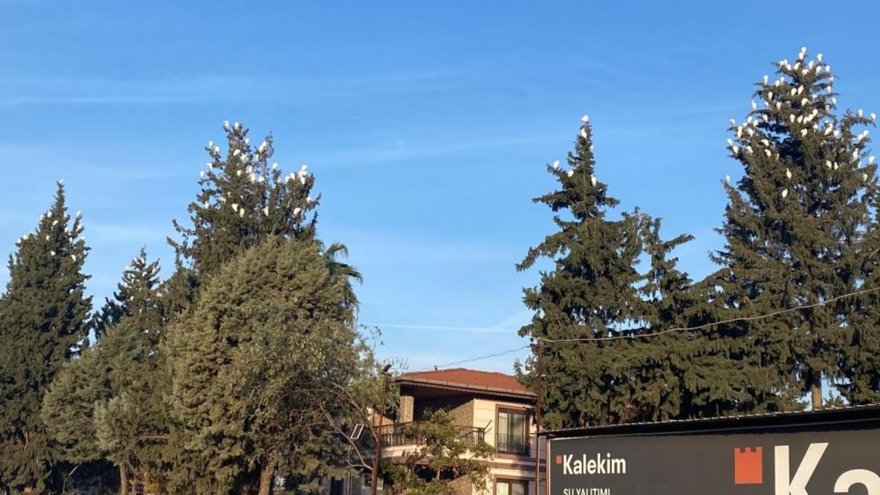 Düziçi’nde Sığır Balıkçılları Mahalleye Görsel Şölen Sunuyor