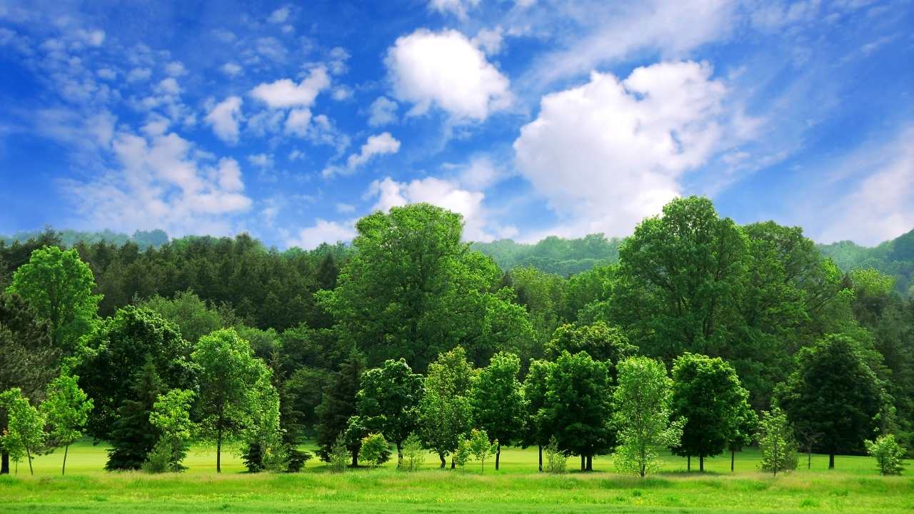 Hasanbeyli’de Orman Parkı Yatırımcılarını Bekliyor (4)