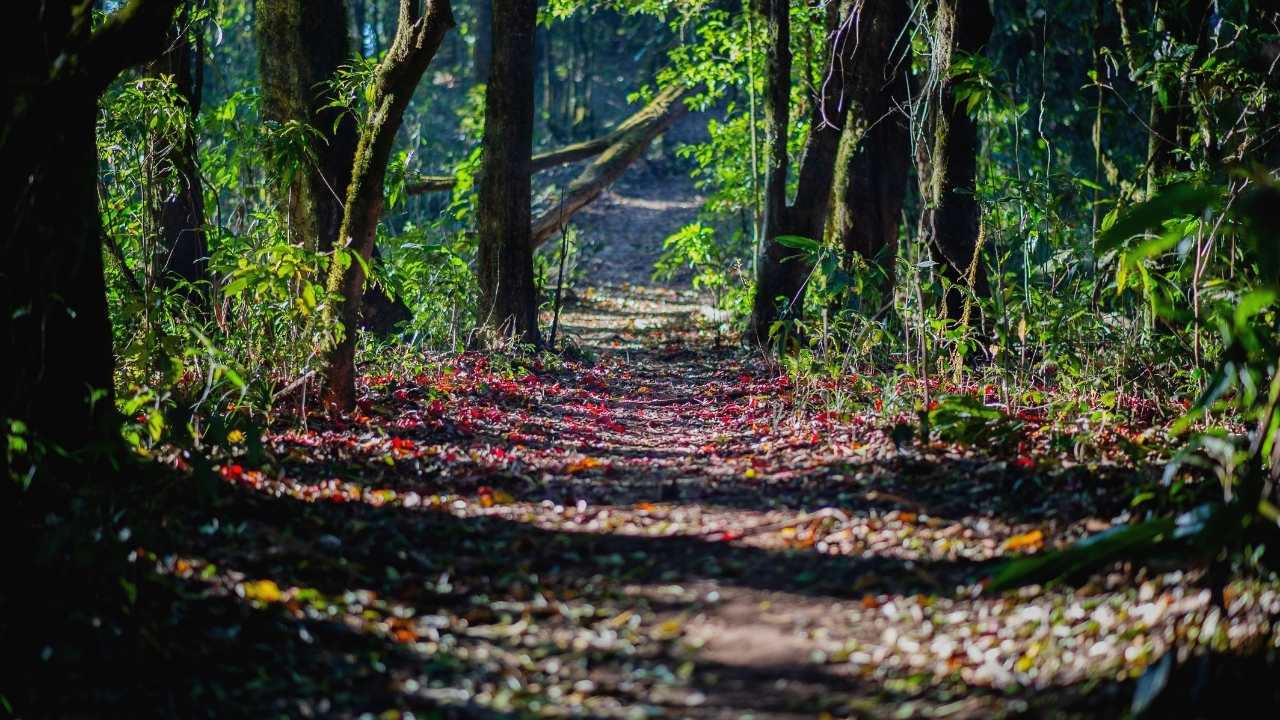 Hasanbeyli’de Orman Parkı Yatırımcılarını Bekliyor (6)