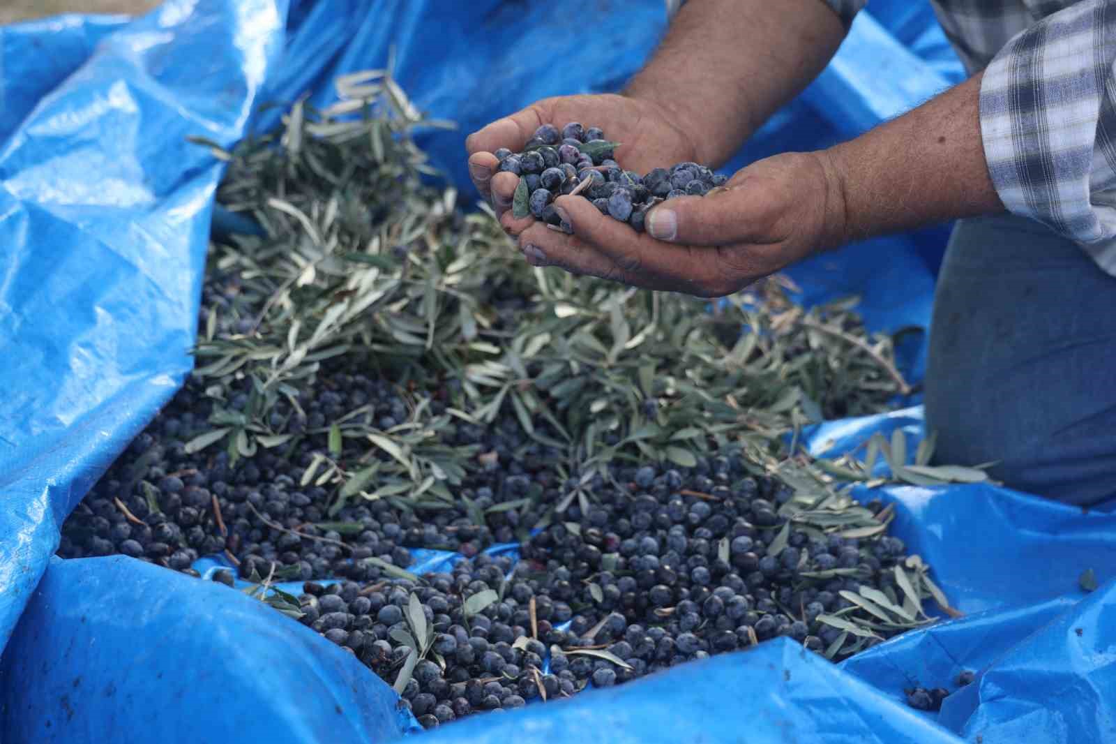 Hatay’da Kuraklık Zeytin Verimini Düşürdü, Yağ Oranı Azaldı (1)