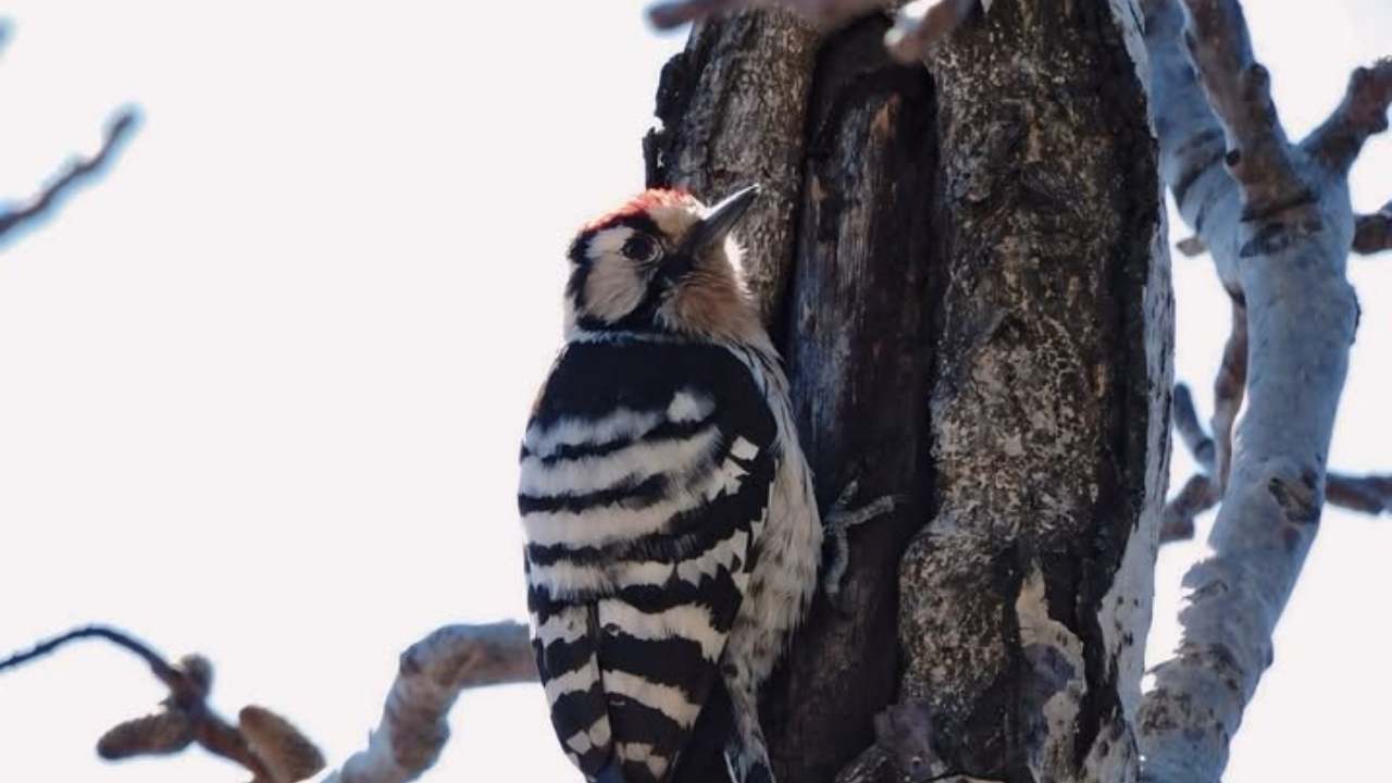 Kahramanmaraş Yaban Hayatı Fotokapan Görüntüleri (3)-1