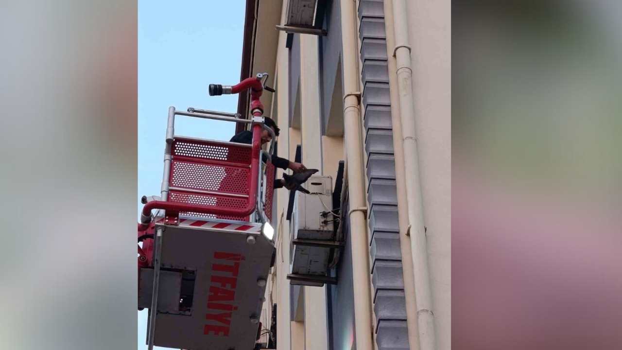 Klima Motoruna Dolanan Kuş Kurtarıldı (2)