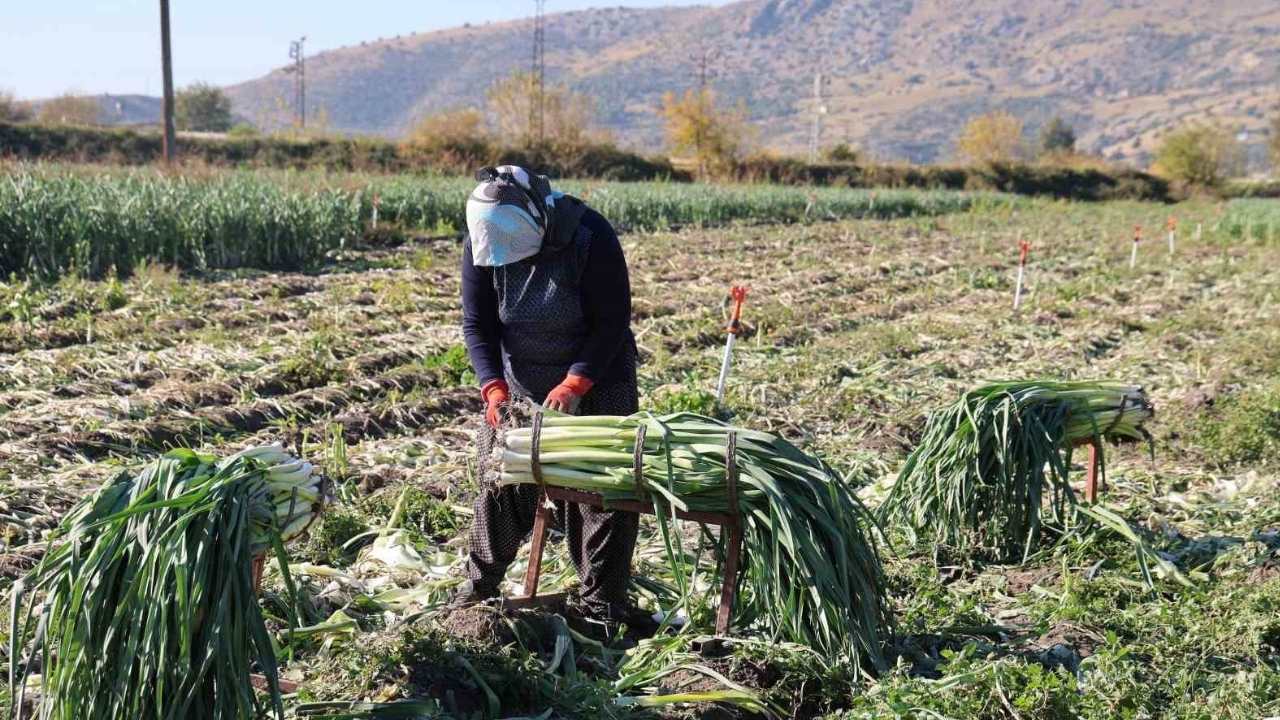 Kozan’da Pırasa Hasadı Başladı Kilosu 20 22 Tl'den Satılıyor (2)