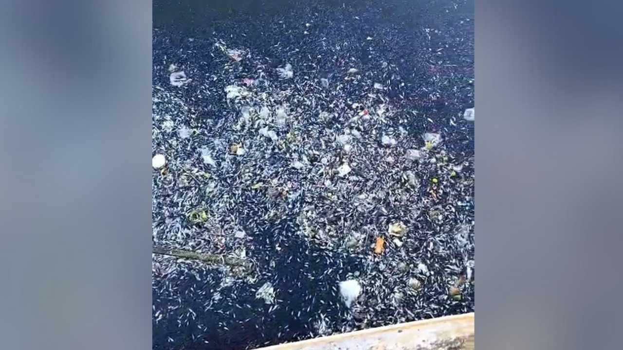 Kuraklık Adana’da Balıkları Telef Etti (3)