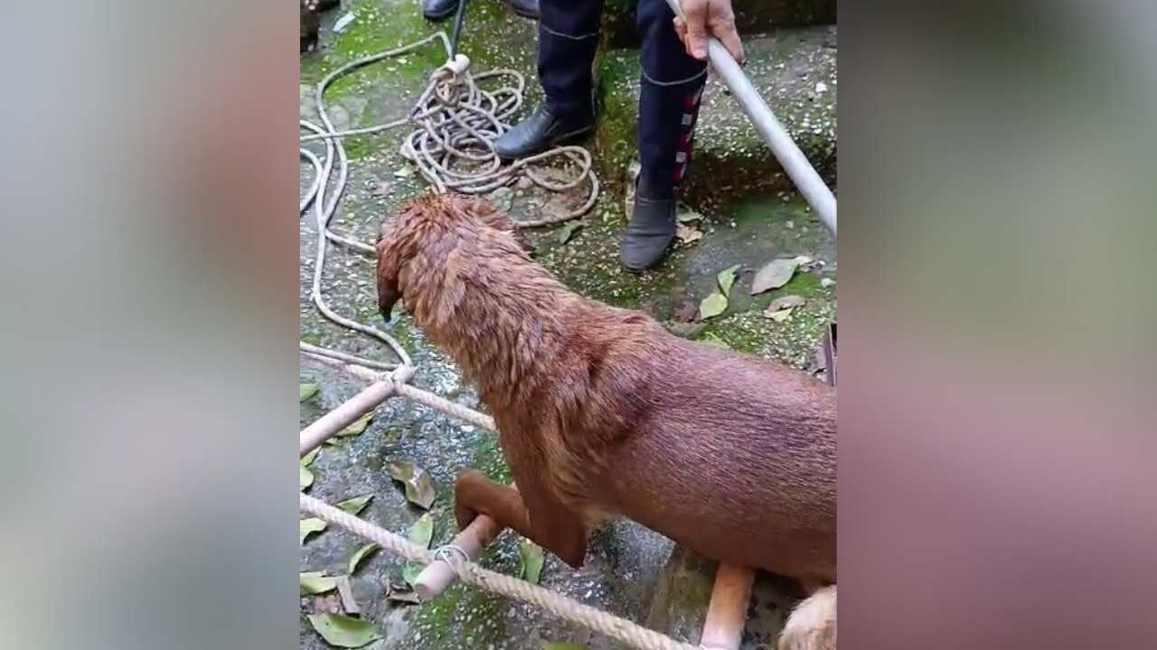 Kuyuya Düşen Köpeği İtfaiye Kurtardı (2)