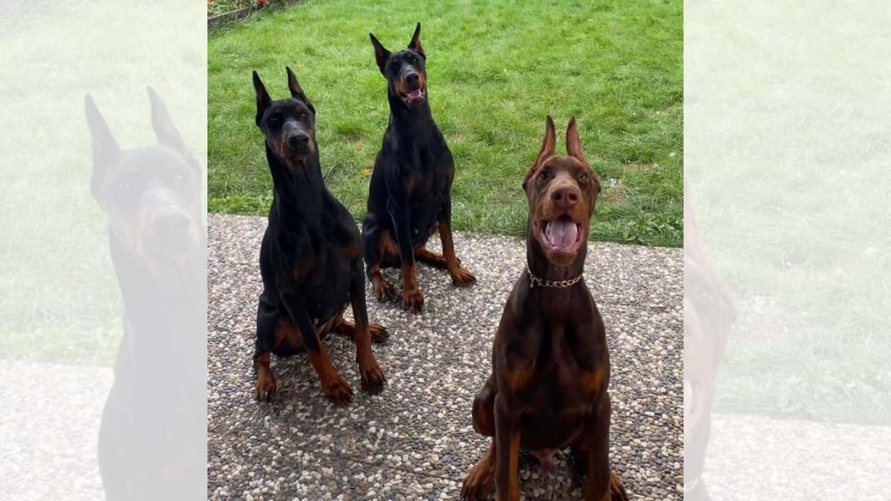 Önyargıları Altüst Ettiler! Osmaniye’de Bir Ailenin En Sadık Üç Ferdi (1)