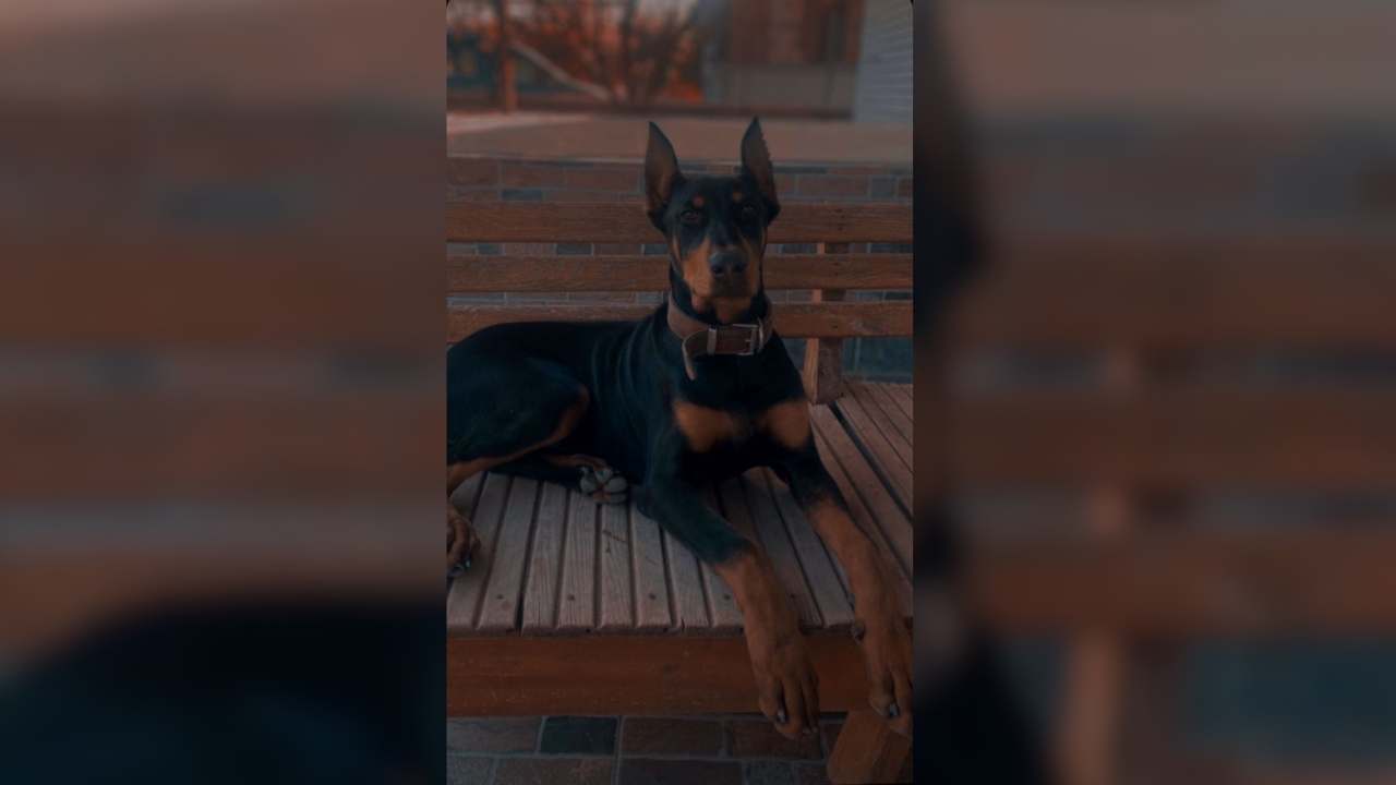 Önyargıları Altüst Ettiler! Osmaniye’de Bir Ailenin En Sadık Üç Ferdi (2)