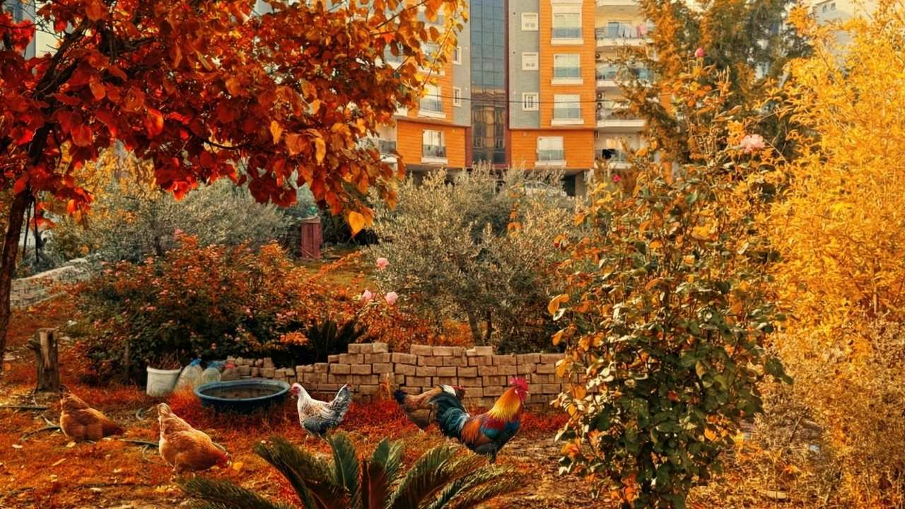 Osmaniye Fakıuşağı’nda O Bahçe Görenleri Mest Ediyor (2)