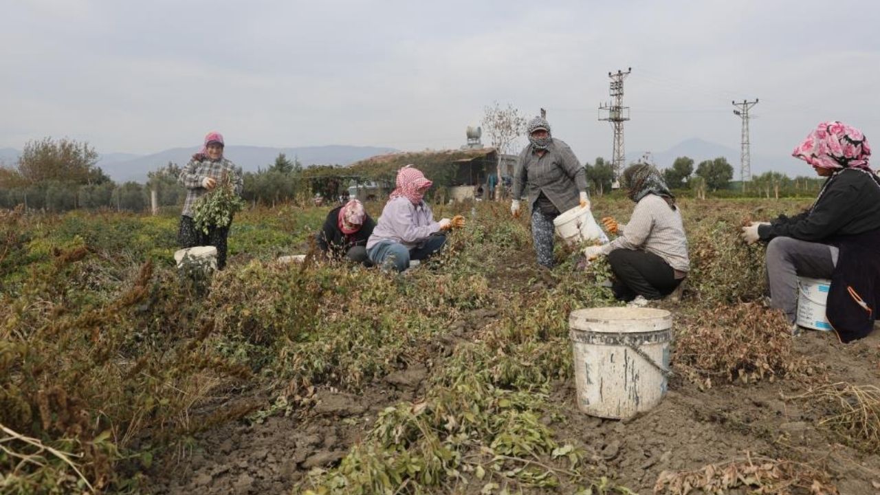 Osmaniye Fıstığı (1)
