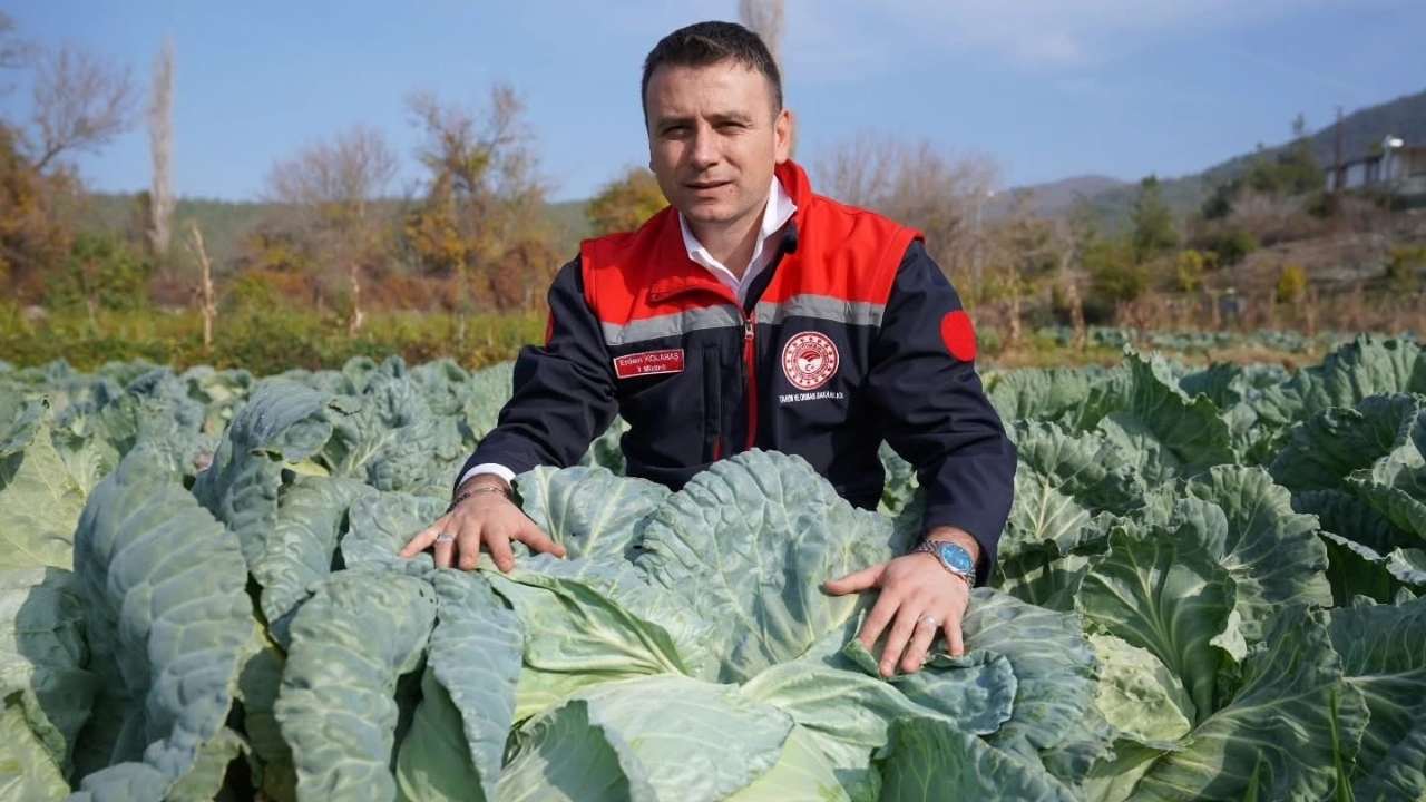 Osmaniye Hasanbeyli’de Lahana Hasadı Başladı (1)