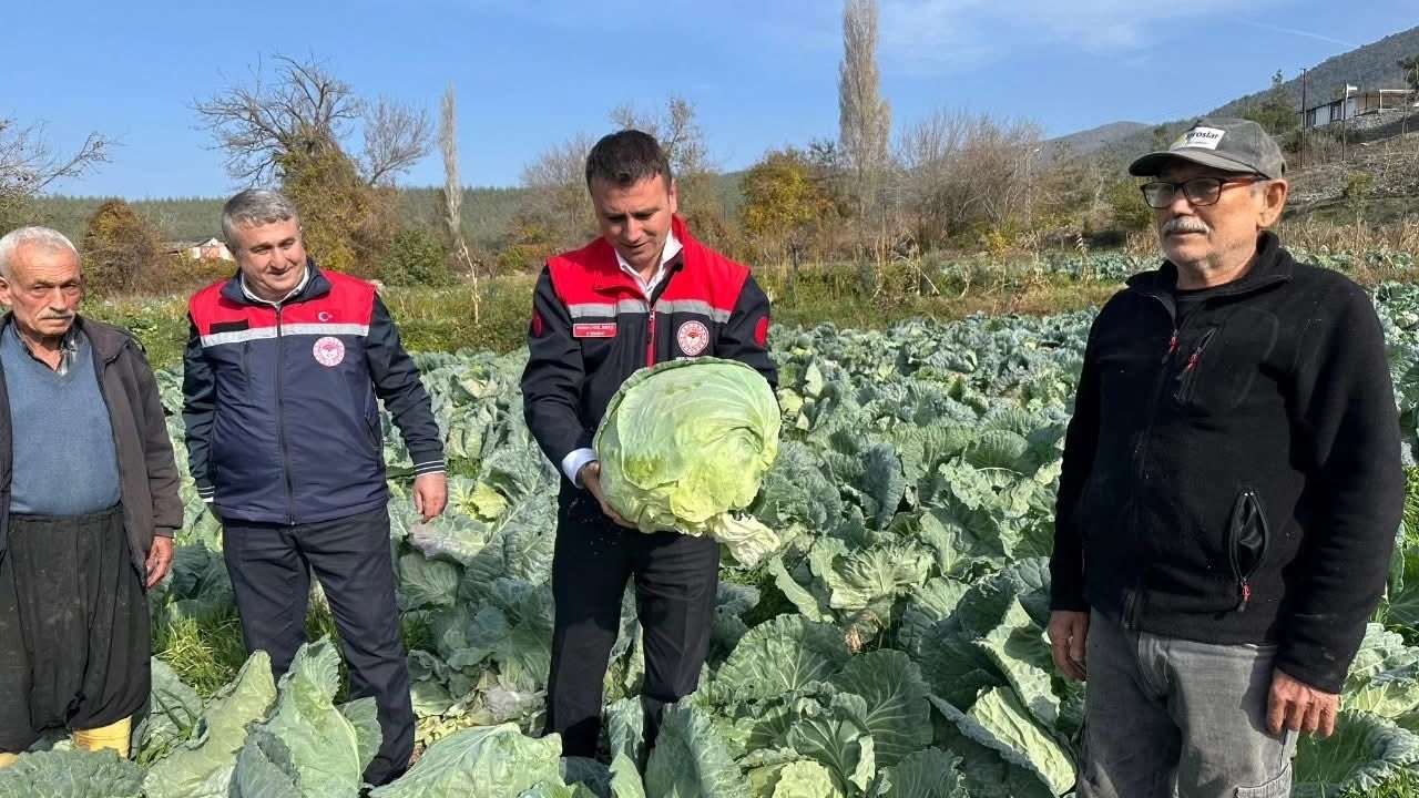 Osmaniye Hasanbeyli’de Lahana Hasadı Başladı (2)