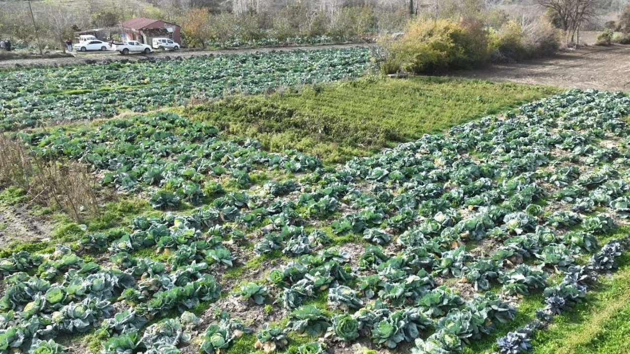 Osmaniye Hasanbeyli’de Lahana Hasadı Başladı (3)