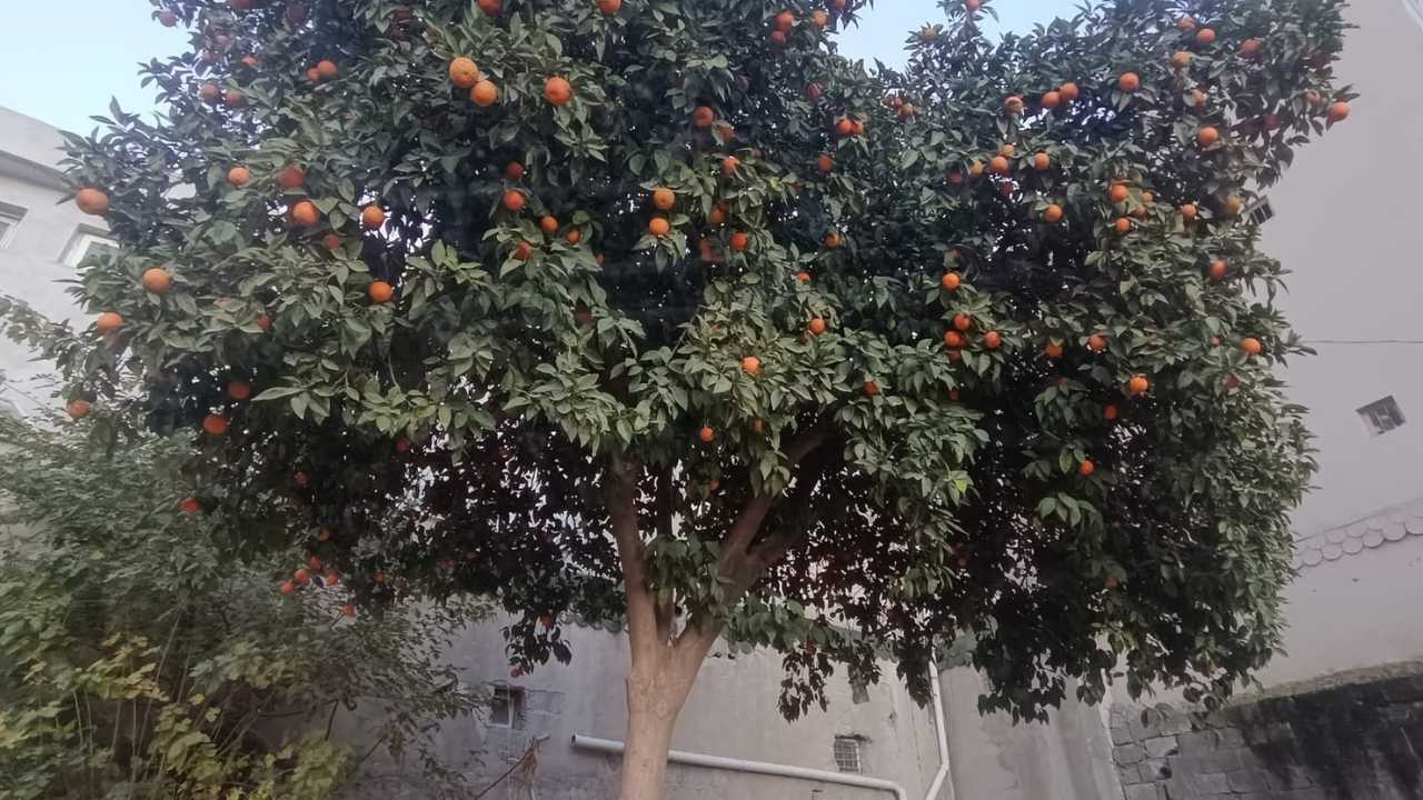 Osmaniye Sokaklarında İyilik Meyve Veriyor (3)