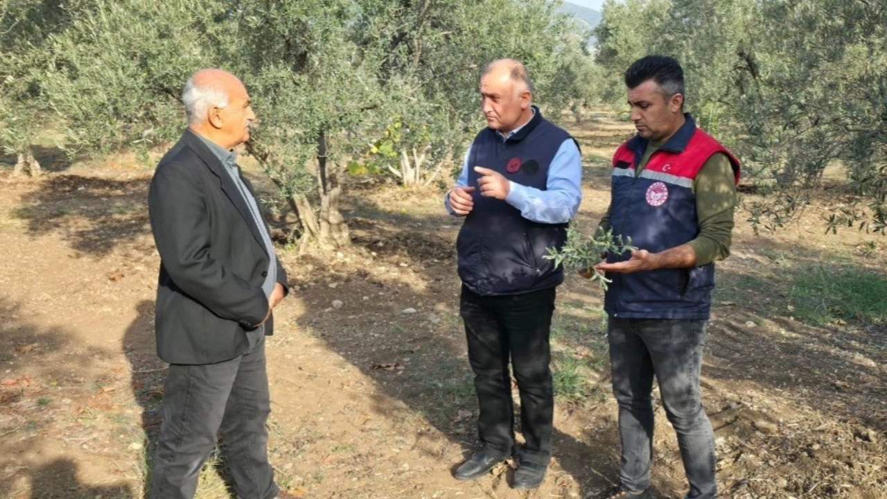 Osmaniye Zeytin Üreticisi Dikkat! Pamuklu Bit Alarmı! (2)