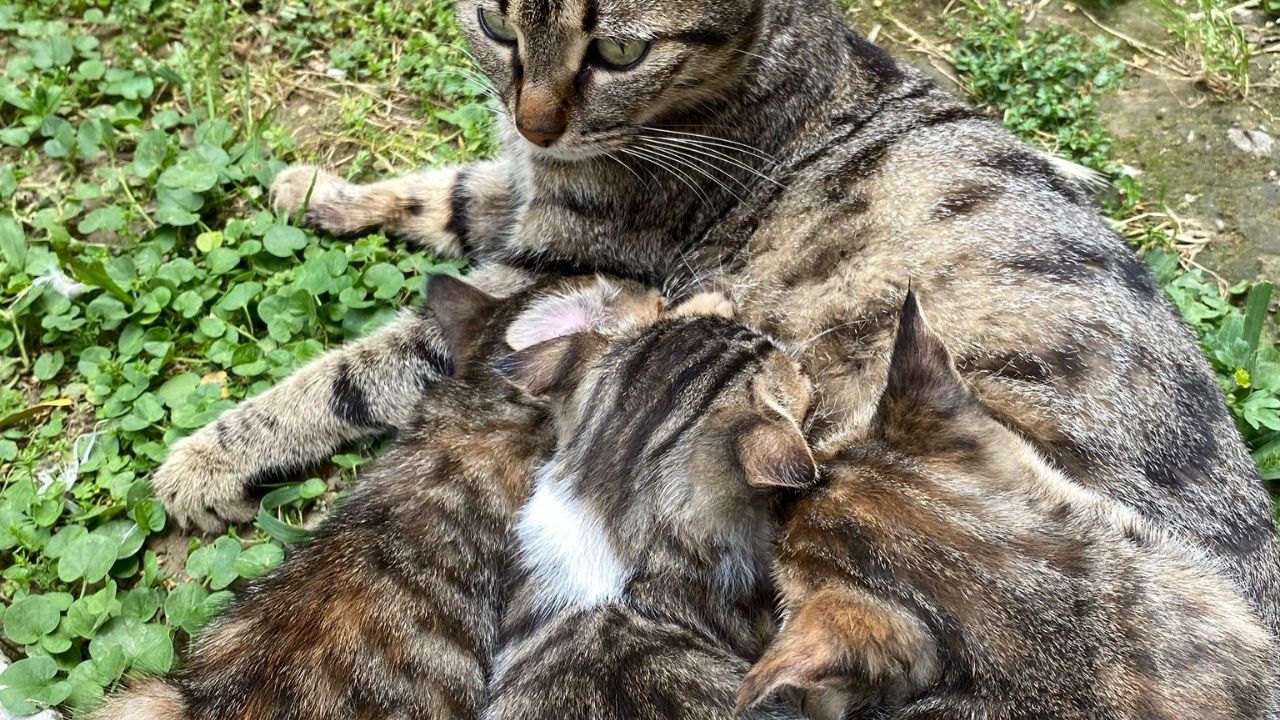 Osmaniye’de 5 Yavrulu Anne Kedi Mahallenin Gönlünü Fethetti