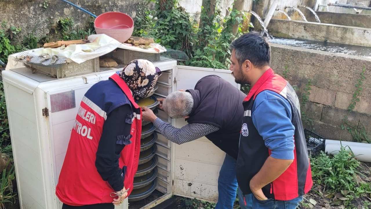 Osmaniye’de Alabalık Yetiştiriciliğinde Yavru Tespit Çalışmaları Tamamlandı (1)
