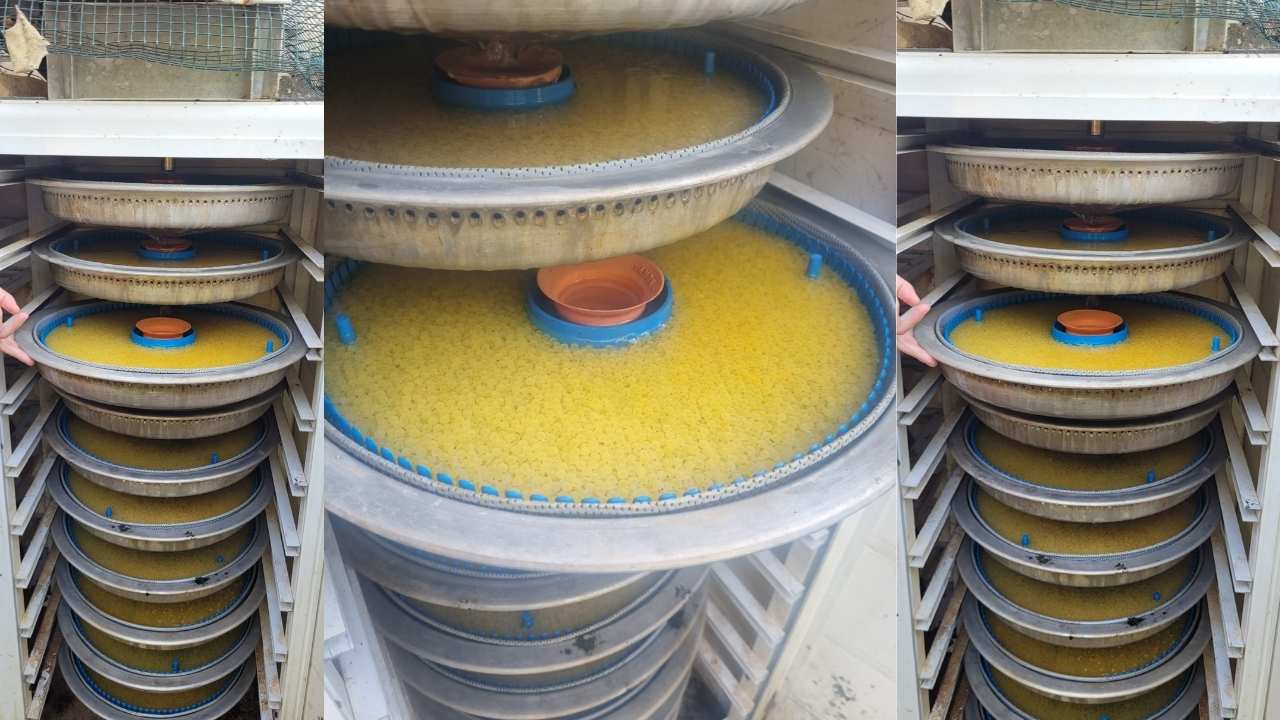 Osmaniye’de Alabalık Yetiştiriciliğinde Yavru Tespit Çalışmaları Tamamlandı (2)