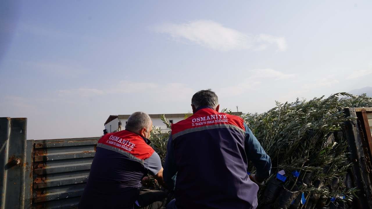 Osmaniye’de Hibeli Zeytin Fidanı Dağıtıldı 2025 Hedefi Güçleniyor (1)