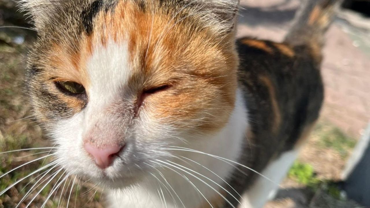 Osmani̇ye'de Kedi̇-1