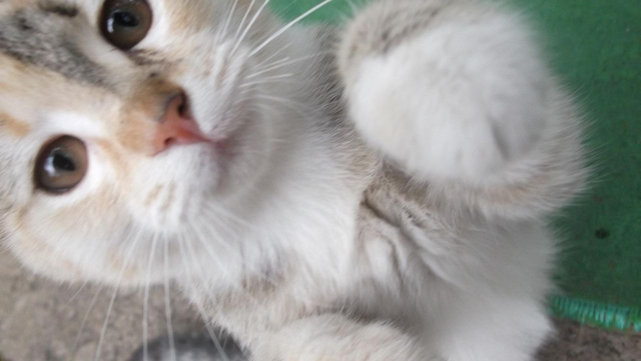 Osmani̇ye'de Kedi̇