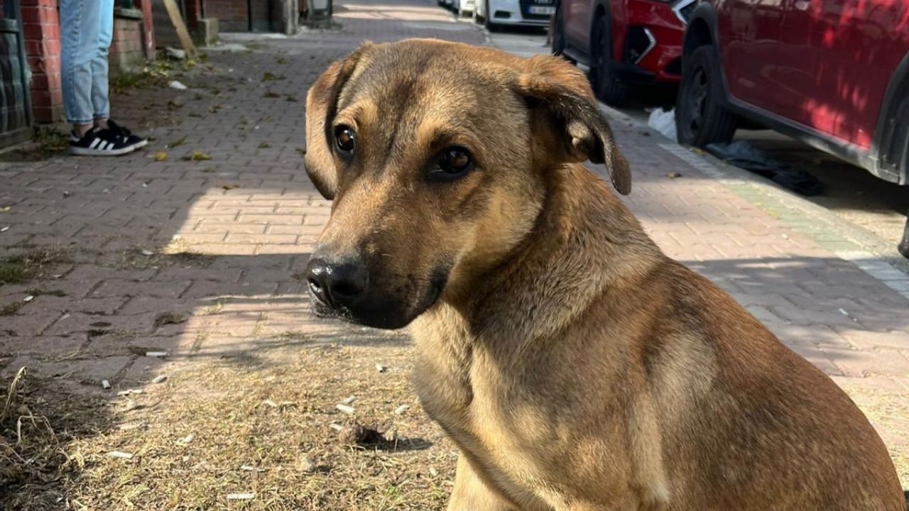 Osmani̇ye'de Köpek