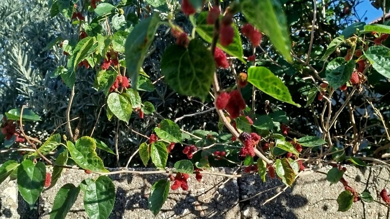 Osmaniye’de Mevsim Şaşkınlığı Yaz Meyveleri Mevsimini Karıştırdı!