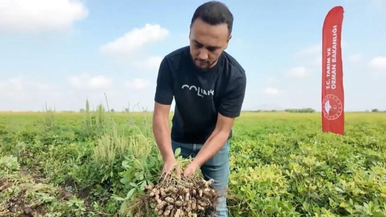 Osmaniye’de Yer Fıstığı Hasadının Bilinmeyen Bereketi (1)