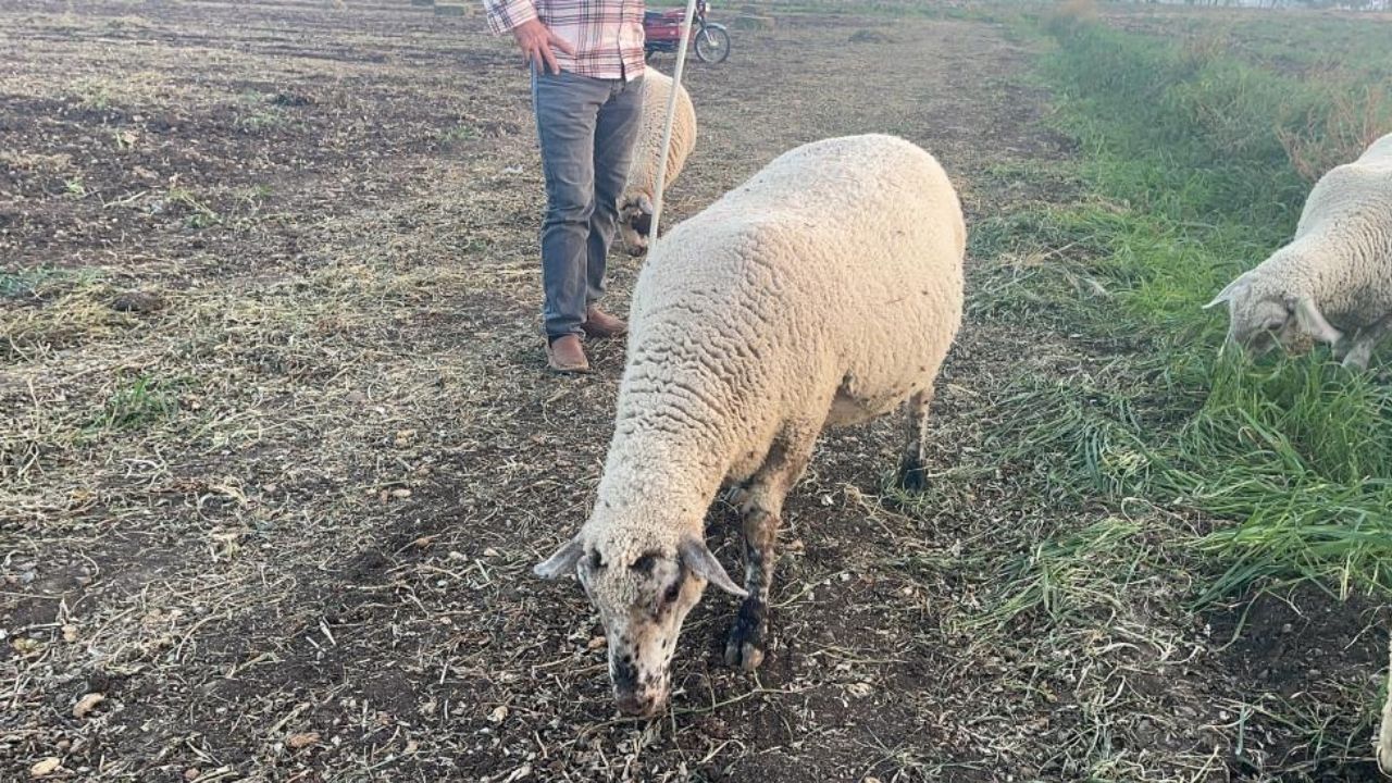 Osmaniye’de Yer Fıstığı Hasadının Bilinmeyen Bereketi (2)
