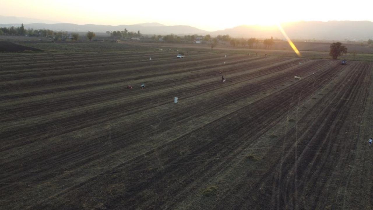 Osmaniye’de Yer Fıstığı Hasadının Bilinmeyen Bereketi