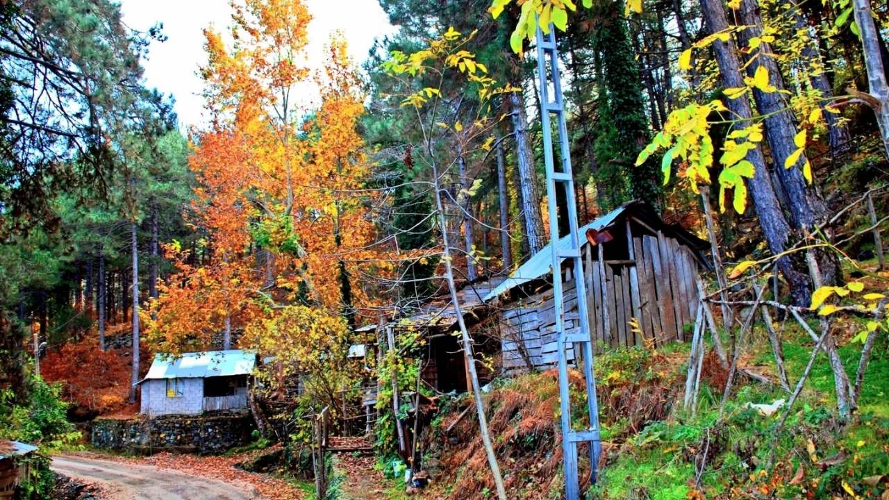 Osmaniye'nin Görünmeyen Yüzü Karacalar Köyü'nden Yaylalara Sonbahar Geçişi (2)