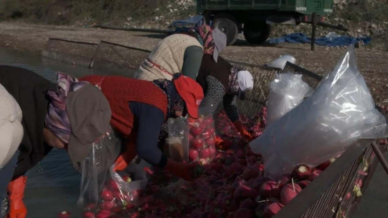 Osmaniye’nin Soğuk Sularında Isınan Emek Kadınların Turp Mesaisi (1)