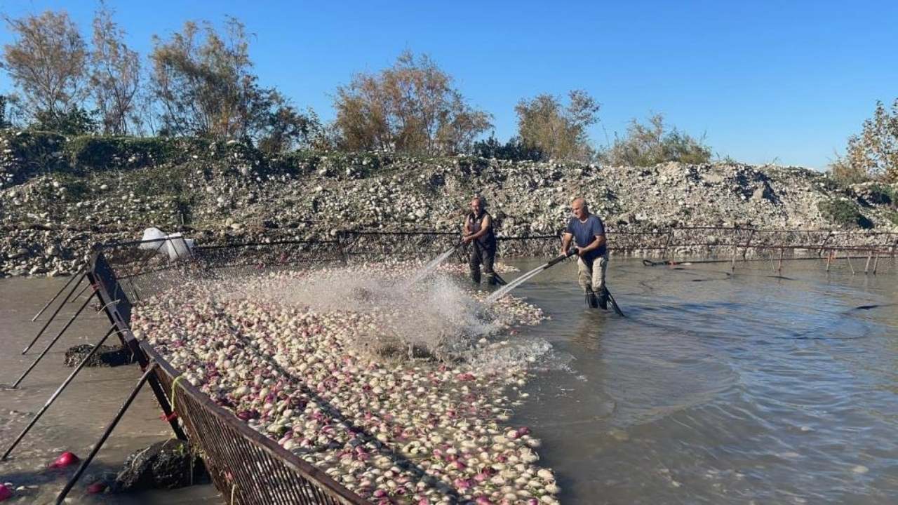 Osmaniye’nin Soğuk Sularında Isınan Emek Kadınların Turp Mesaisi (2)