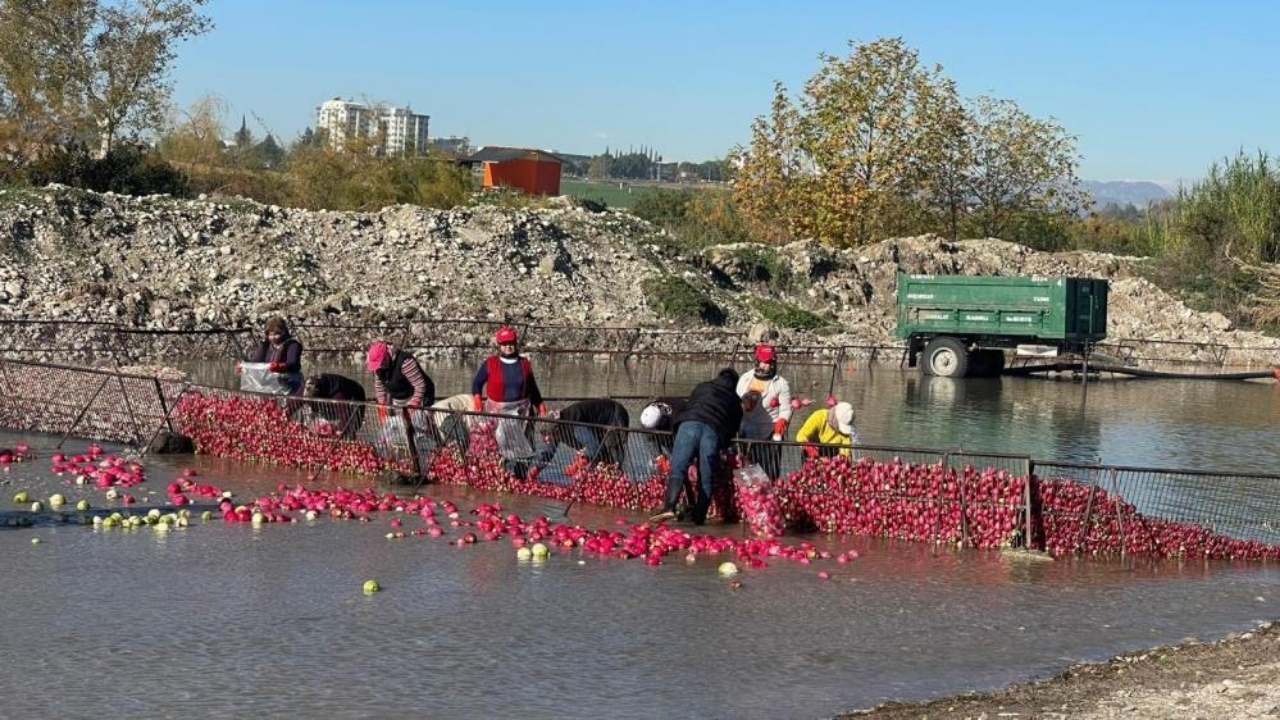 Osmaniye’nin Soğuk Sularında Isınan Emek Kadınların Turp Mesaisi (3)