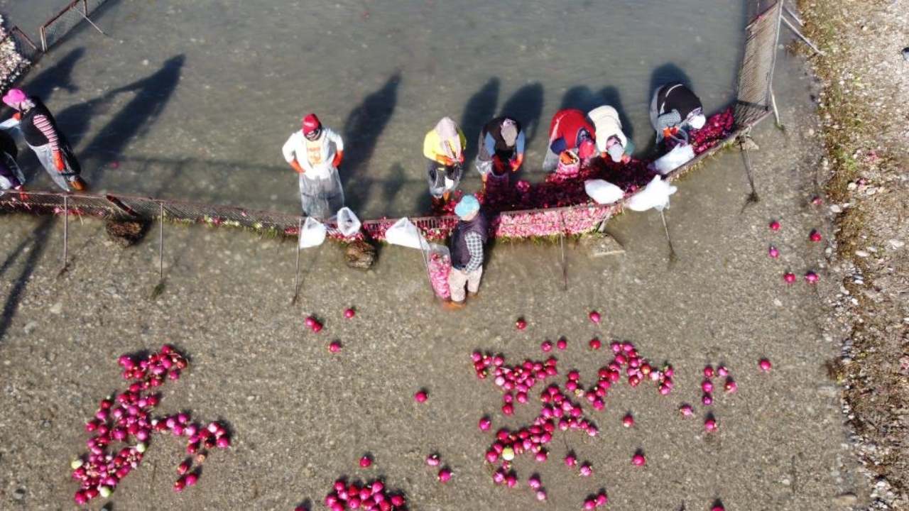 Osmaniye’nin Soğuk Sularında Isınan Emek Kadınların Turp Mesaisi (4)-1