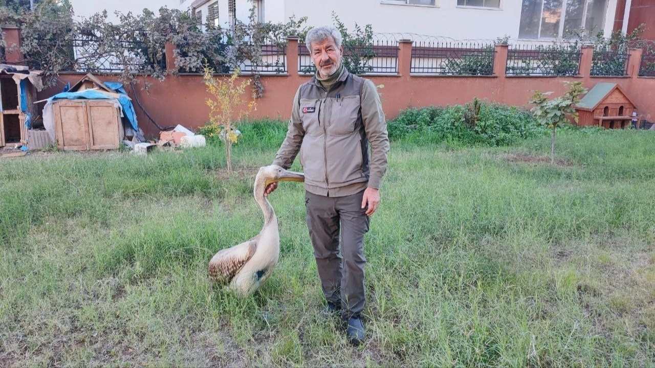 Yaralı Pelikanla Kurulan Bağ Duygulandırdı (2)