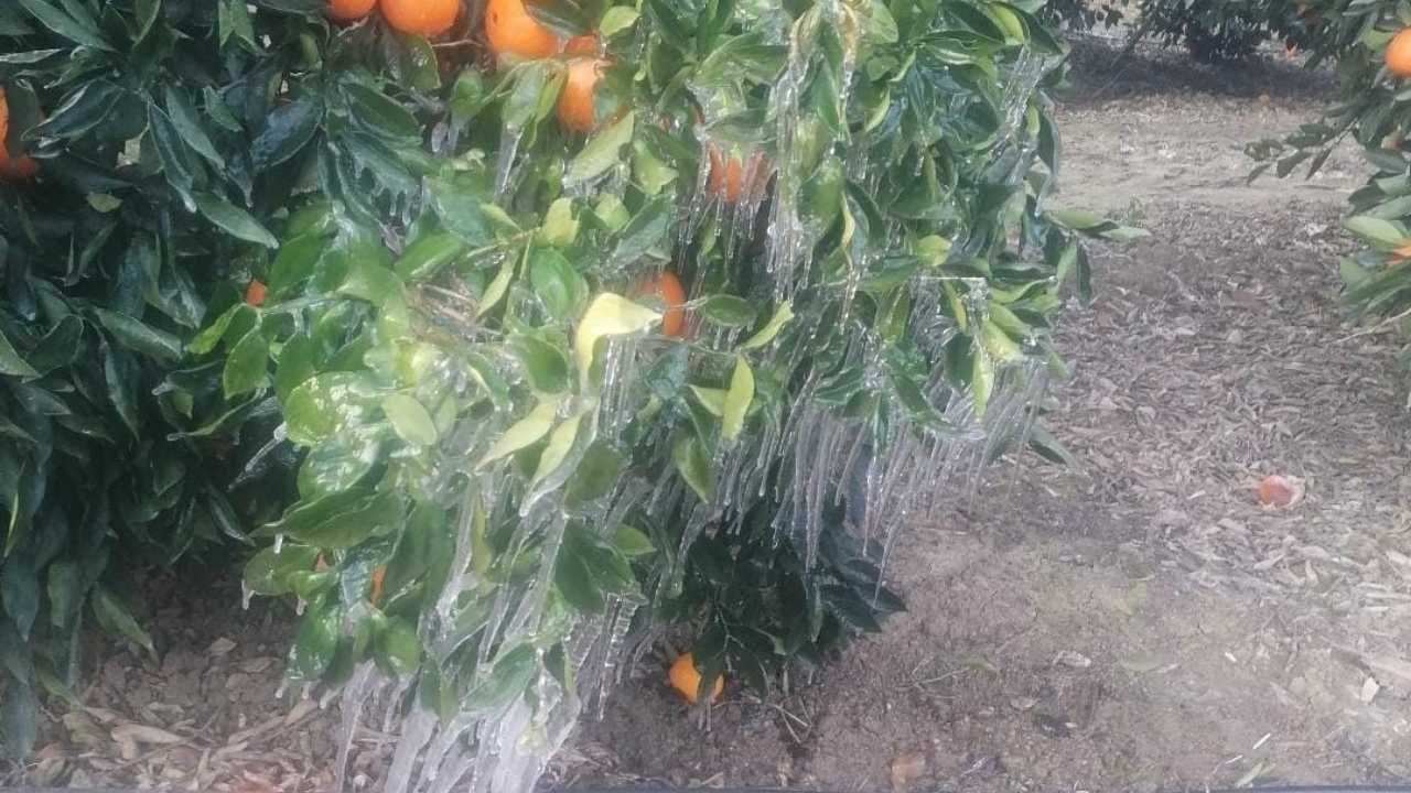 Adana’da Portakal Ağaçları Buz Tuttu: Çiftçi Don Tehlikesiyle Karşı Karşıya