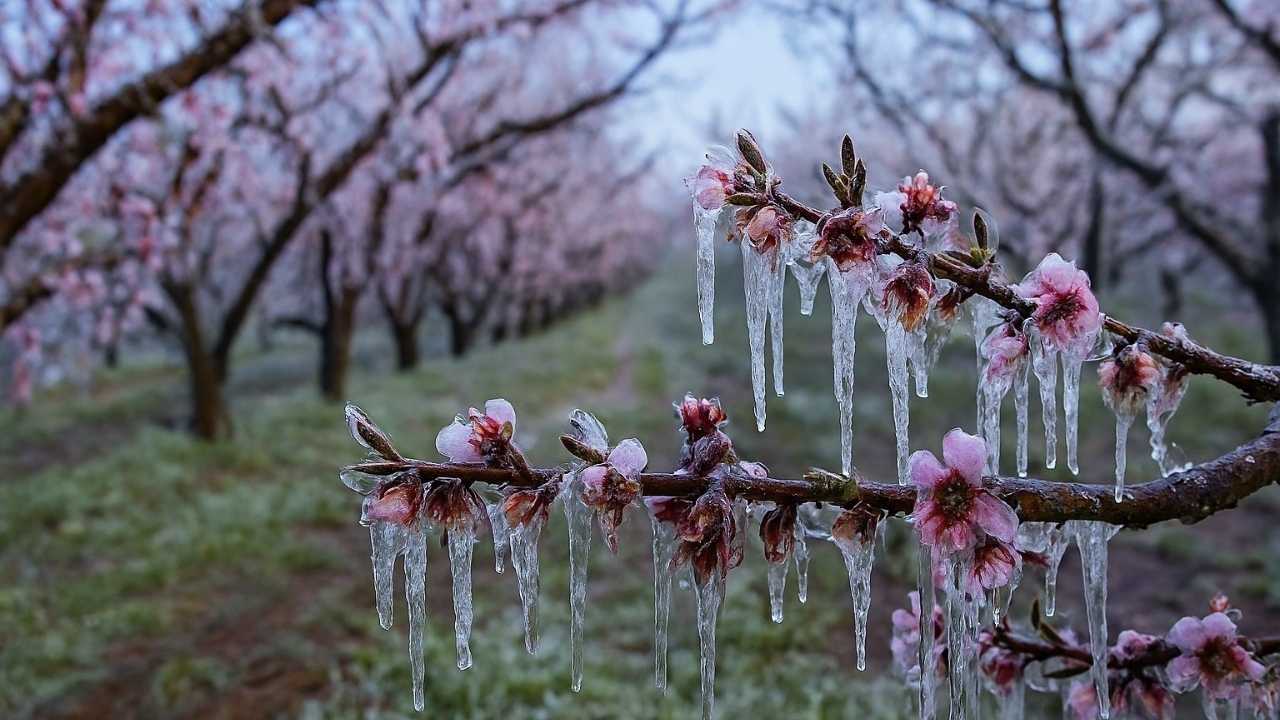 Adana’da Zirai Don Uyarısı (2)