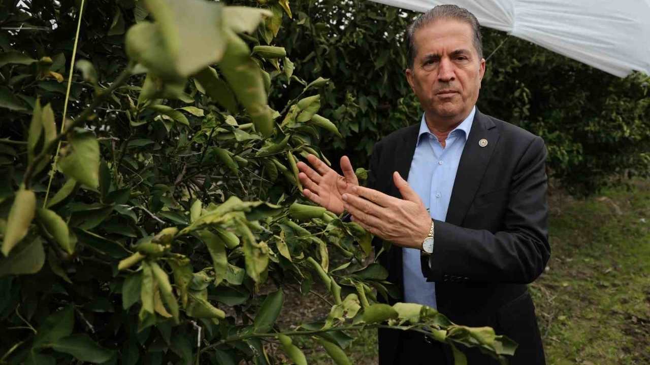 Çukurova Çiftçisinden Don Önlemi 15 Dönüm Limon Bahçesi Fileyle Kaplandı (1)