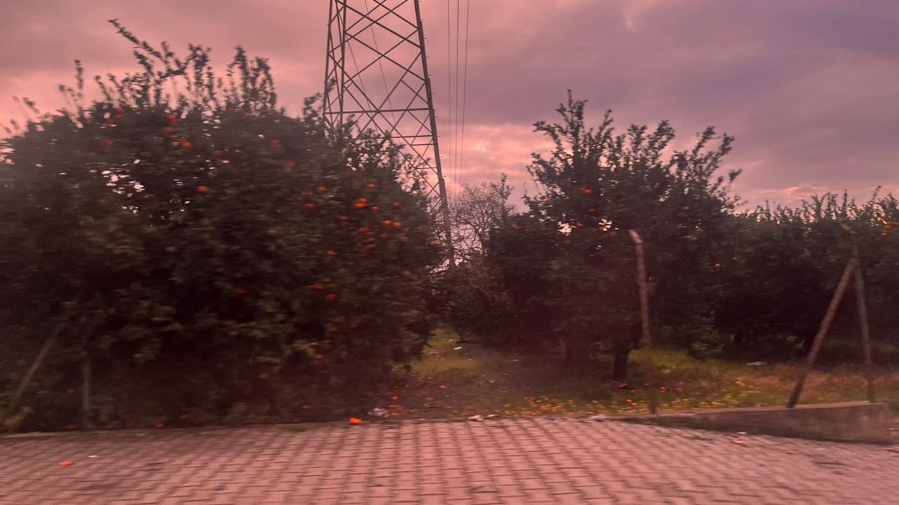 Dalında Kalan Mandalina Fiyatları Etkiler Mi Pazarcılar Soruyu Yanıtladı (2)