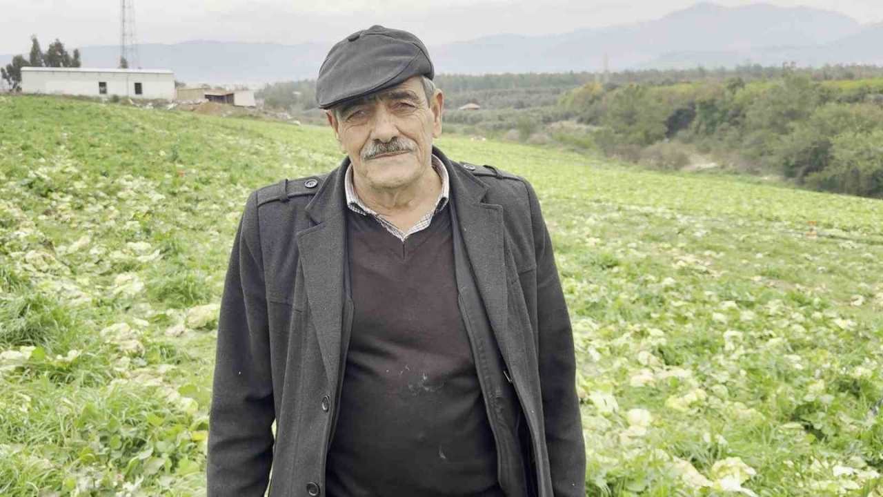 Marulun Kilosu Işçiliği Kurtarmadı, Tarladan Bedava Dağıtıldı (2)