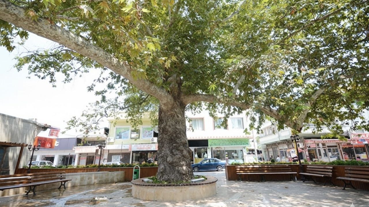 Osmaniye’nin Simgesi Çınarlı Kahve Sessizliğe Büründü (1)-2