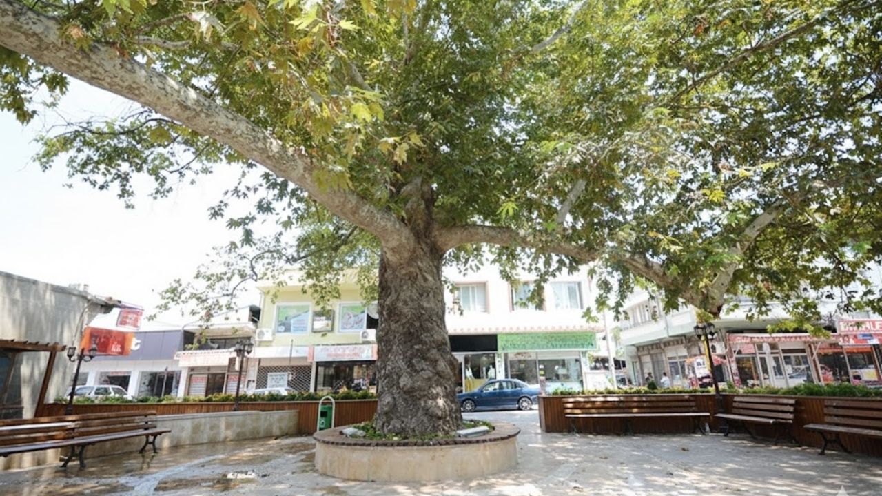 Osmaniye’nin Simgesi Çınarlı Kahve Sessizliğe Büründü-1