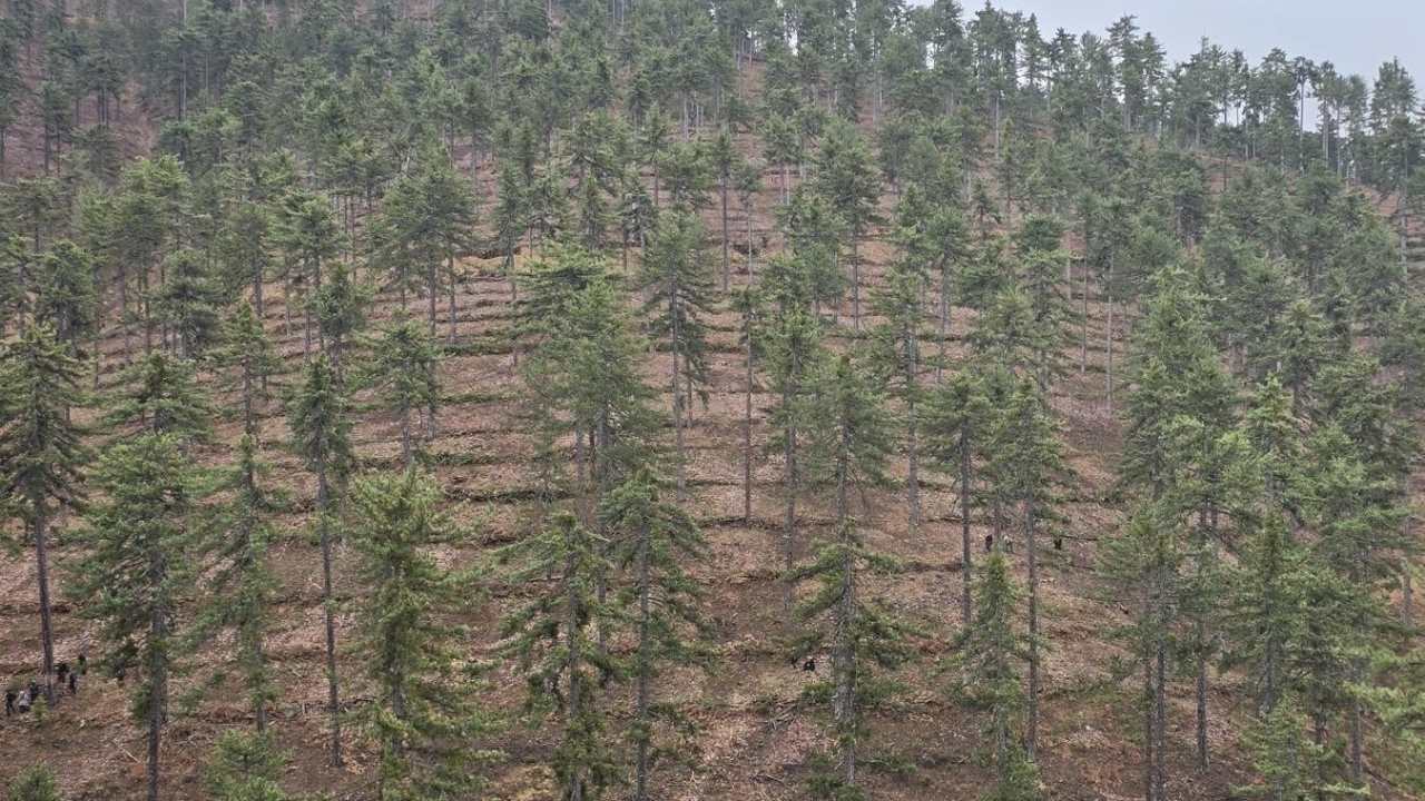 Saimbeyli’de Karaçam Ormanları Doğal Yöntemlerle Yenileniyor (1)