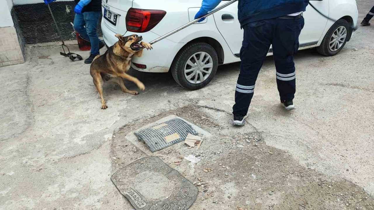 Sürü Halinde Gezen Sokak Köpekleri Mahalleliyi Tedirgin Ediyor (2)