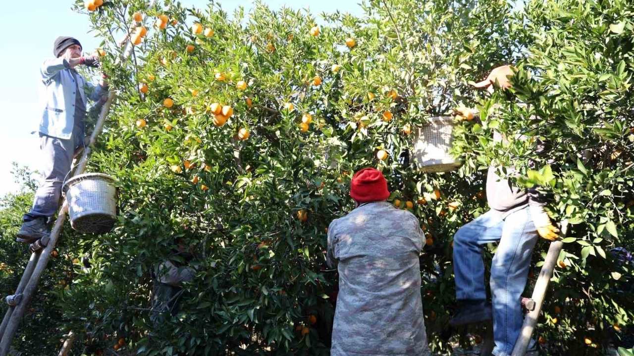 Tescilli Lezzette Hasat Zamanı Kozan Portakalı El Yakıyor (1)