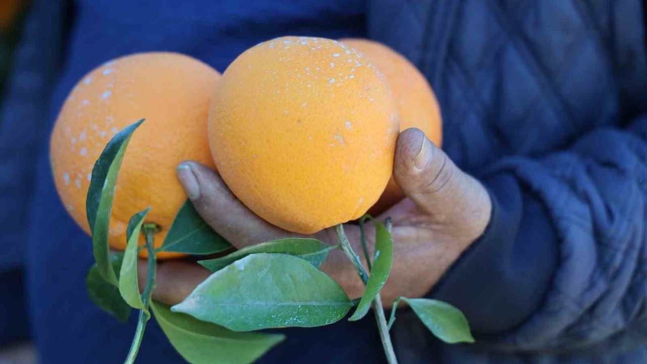 Tescilli Lezzette Hasat Zamanı Kozan Portakalı El Yakıyor (3)